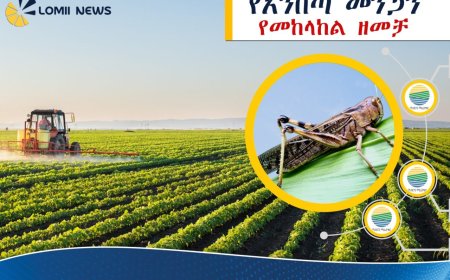 በኢትዮጵያ ከ500 ሺህ ሄክታር በላይ መሬት ከአንበጣ መንጋ ተረፈ