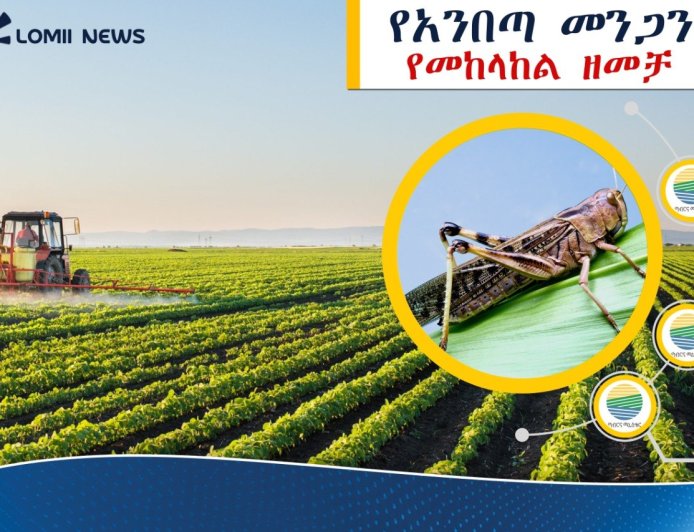 በኢትዮጵያ ከ500 ሺህ ሄክታር በላይ መሬት ከአንበጣ መንጋ ተረፈ