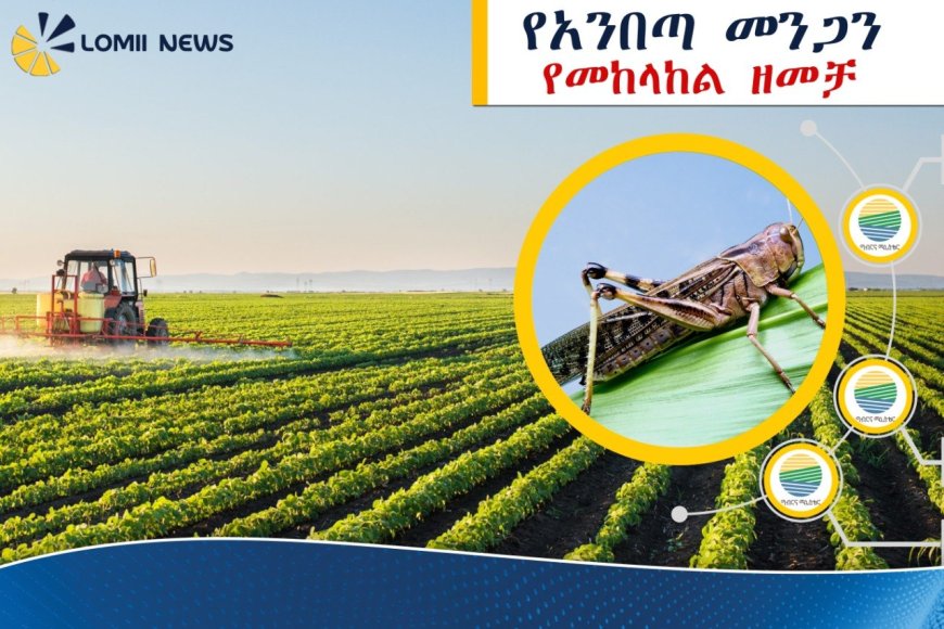 በኢትዮጵያ ከ500 ሺህ ሄክታር በላይ መሬት ከአንበጣ መንጋ ተረፈ