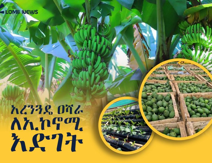 አረንጓዴ አሻራ ለሀገር ውስጥ ኢኮኖሚ እና ለህብረተሰብ እድገት
