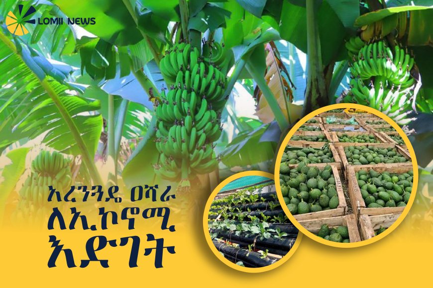 አረንጓዴ አሻራ ለሀገር ውስጥ ኢኮኖሚ እና ለህብረተሰብ እድገት