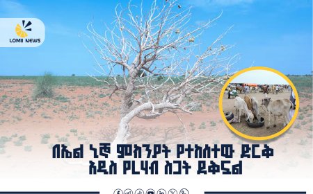 በኤል ኒኞ   ምክንያት የተከሰተው ድርቅ አዲስ የረሃብ ስጋት ደቅኗል፤ ኢትዮጵያም ከስጋቱ ነፃ አይደለችም
